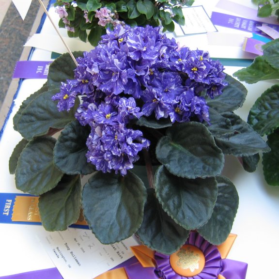 Lakeshore African Violet Society of Toronto - Photo Gallery - Standards